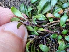 Gentianella saxosa