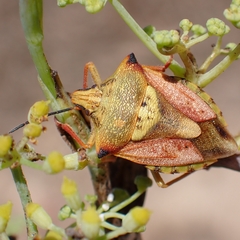 Carpocoris mediterraneus atlanticus