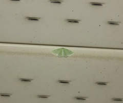 Synchlora