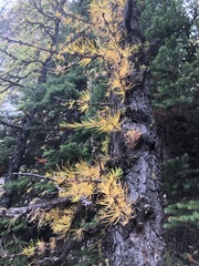 Larix lyallii