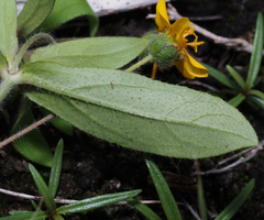 Melampodium longipilum