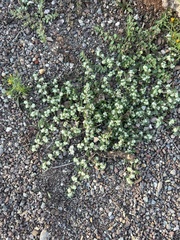 Guilleminea densa