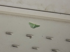 Synchlora