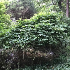 Pueraria montana