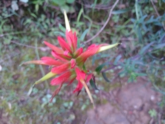 Castilleja tenuiflora