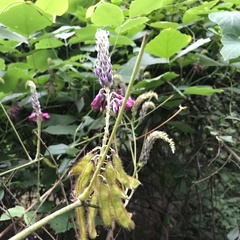 Pueraria montana