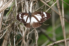 Danaus affinis