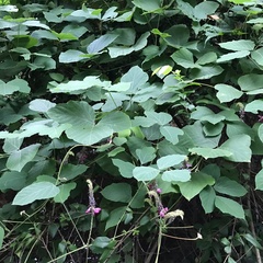 Pueraria montana