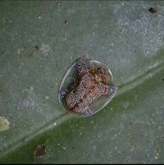 Microctenochira difficilis