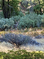 Odocoileus hemionus californicus