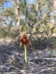 Calochilus paludosus