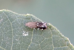 Anacampsis levipedella