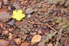 Tribulus astrocarpus