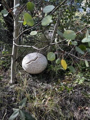 Calvatia booniana