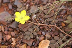 Tribulus astrocarpus