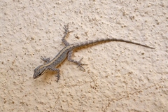 Pristurus gallagheri