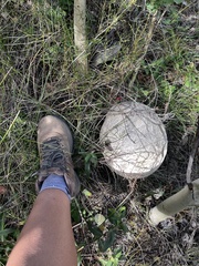 Calvatia booniana