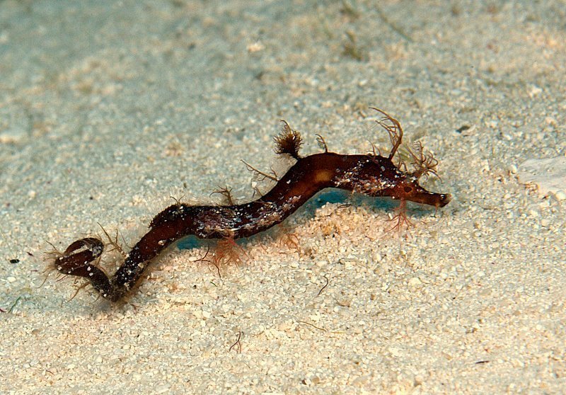 Pipehorse