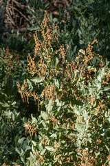 Atriplex lentiformis