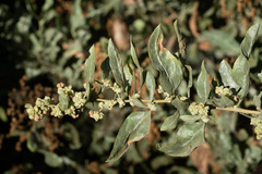 Atriplex lentiformis