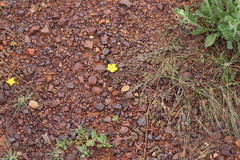 Tribulus astrocarpus