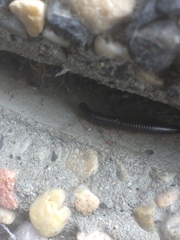 Ommatoiulus moreleti