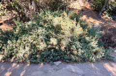 Atriplex lentiformis