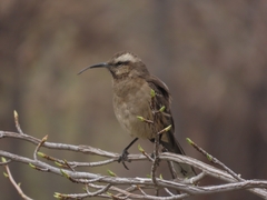 Mimus thenca