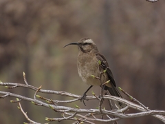Mimus thenca