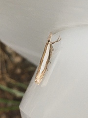 Crambus leachellus