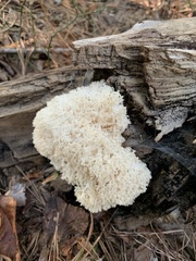 Hericium coralloides