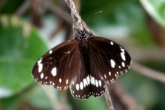 Euploea core corinna