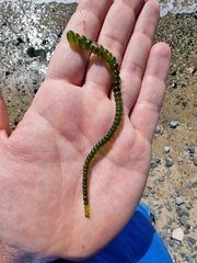 Chaetomorpha coliformis