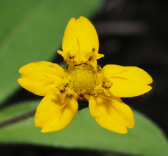 Melampodium longipilum