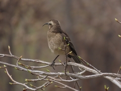 Mimus thenca