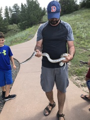 Pituophis catenifer sayi