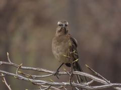 Mimus thenca
