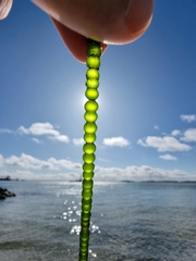 Chaetomorpha coliformis