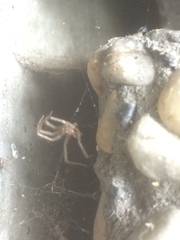 Cryptachaea gigantipes