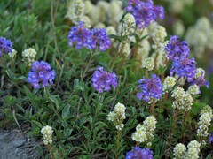 Penstemon procerus tolmiei