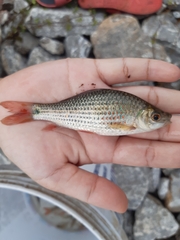 Osteochilus vittatus