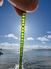 Chaetomorpha coliformis