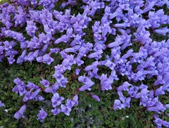 Penstemon davidsonii