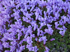 Penstemon davidsonii
