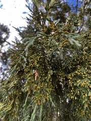 Juniperus scopulorum