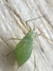 Macrosiphini