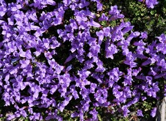 Penstemon davidsonii