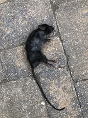Rattus rattus