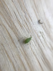 Macrosiphini