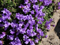 Penstemon davidsonii